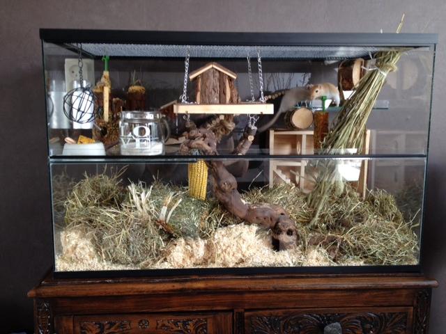 Gerbil terrarium 80x40x50
